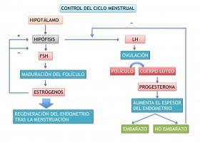 Control hormonal del ciclo menstrual.jpg | Recurso educativo 119438