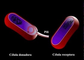 La conjugación bacteriana | Recurso educativo 753427