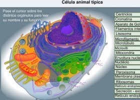 La cèl·lula animal | Recurso educativo 754701