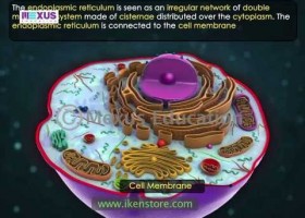 Cell Organelles - Part 1 | Recurso educativo 760582